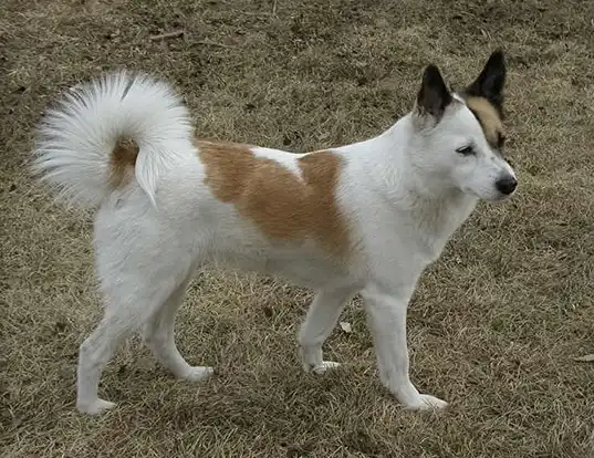 Picture of a norrbottenspets