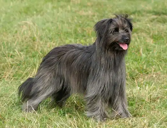 Picture of a pyrenean shepherd