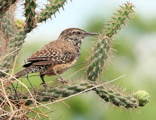 Picture of a cactus wren (Campylorhynchus brunneicapillus)